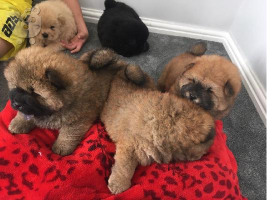 PoulaTo: Chow Chow puppy is now ready for sale