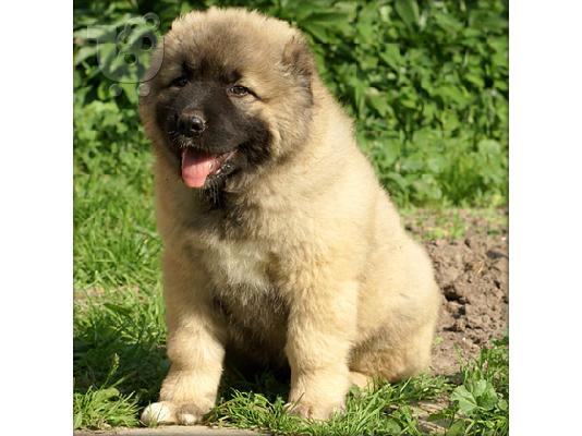 PoulaTo: Καυκάσιος Mountaindog Κόλι