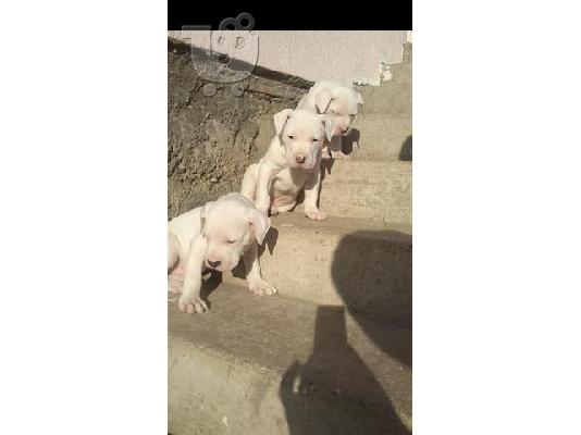 PoulaTo: DOGO ARGENTINO