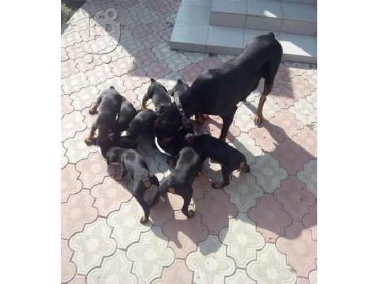 PoulaTo: DOBERMAN ΚΟΥΤΑΒΙΑ