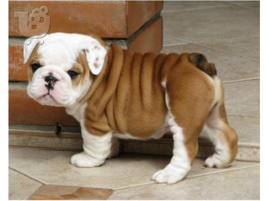 PoulaTo: Αγγλικά μπουλντόγκ / english bulldogs