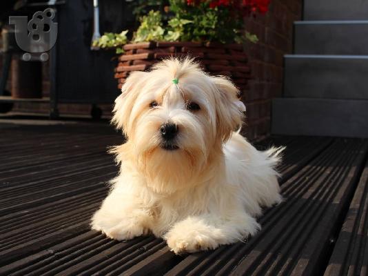 Τα κουτάβια Yorkshire Terrier προς πώληση.
