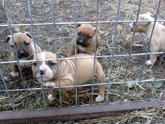 Διαθεσιμo κουταβι Pitbull Amstaff Θυληκo