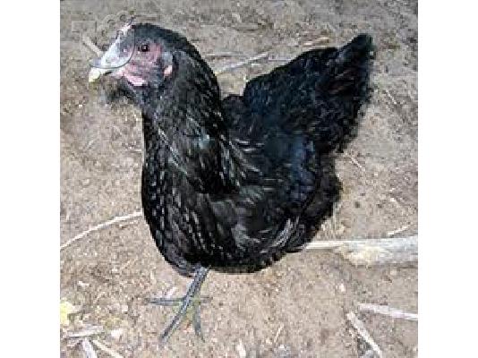 PoulaTo: KOTEΣ