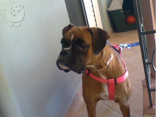 boxer