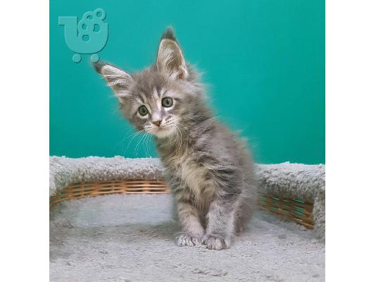 Διαθέσιμο Maine Coon γατάκια