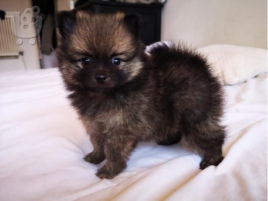 PoulaTo: Pomeranian Puppies προς πώληση