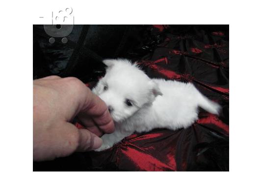 MALTESE PUPPY Κόκερ Σπάνιελ