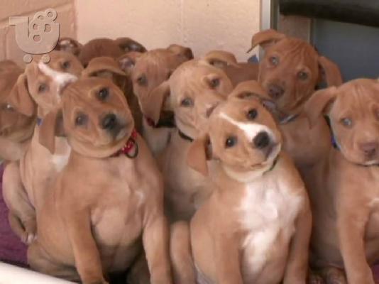 PoulaTo: Κουτάβια Pit Bull