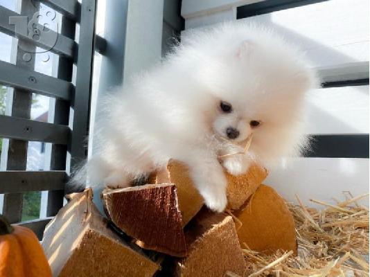 PoulaTo: Προσφορά χαριτωμένων κουταβιών Pomeranian (konstantinofontalia@gmail.com)