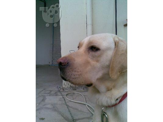 PoulaTo: Labrador Retreiver Λαμπραντόρ Λαμπραντόρ