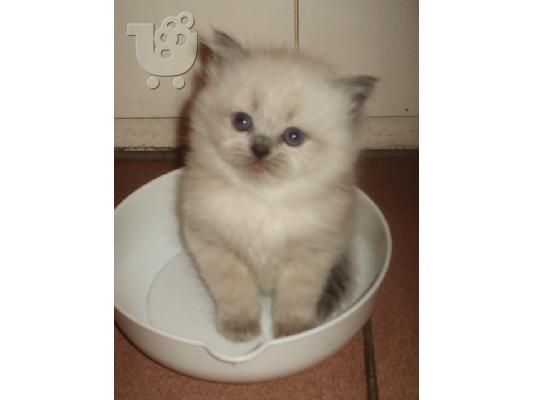 Blue point himalayan persian αρσενικό γατάκι  Περσική (Persian)