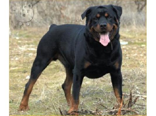 PoulaTo: Ρότβαιλερ (Rottweiler) Κουτάβι Ζητείται