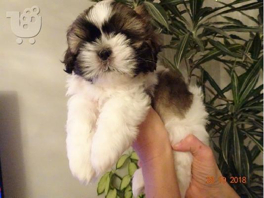 PoulaTo: Shih Tzu κουτάβια προς πώληση στο καλό σπίτι