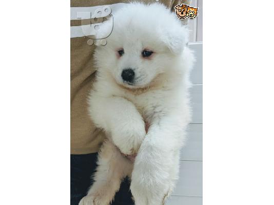 Όμορφα υγιή Samoyed κουτάβια