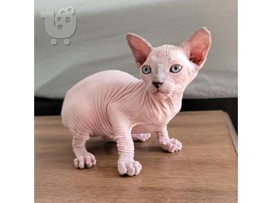 PoulaTo: Γατάκια Sphynx