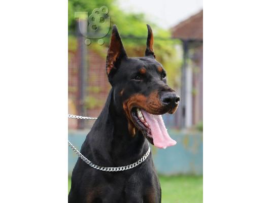 Κουτάβια Doberman
