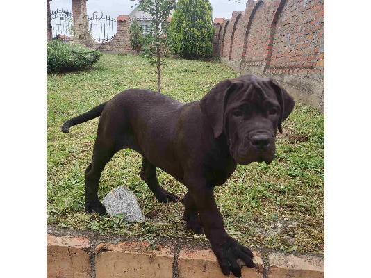 Αφρικανικό Boerboel κουτάβια