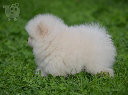 Pomeranian ΟΜΟΡΦΑ κουταβάκια