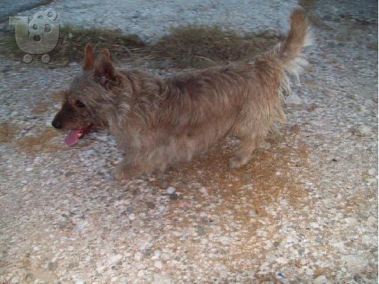 Βρεθηκε σαν Westie καφετι στην Κερατεα