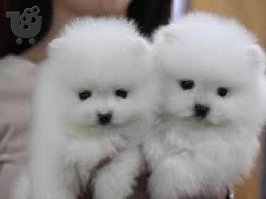 PoulaTo: Καταπληκτικά κουτάβια από Pomeranian!