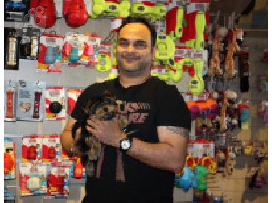 PoulaTo: Awesome κουτάβια τεριέ Yorkshire τεριέ