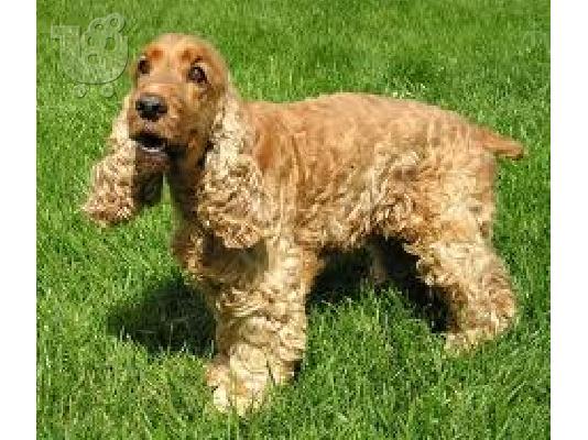 English Cocker Spaniel for  adoption Λαμπραντόρ