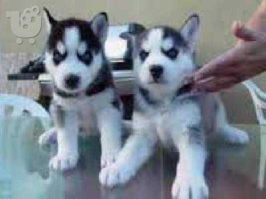 PoulaTo: Κουτάβια της Σιβηρίας Husky μπλε μάτια έτοιμο