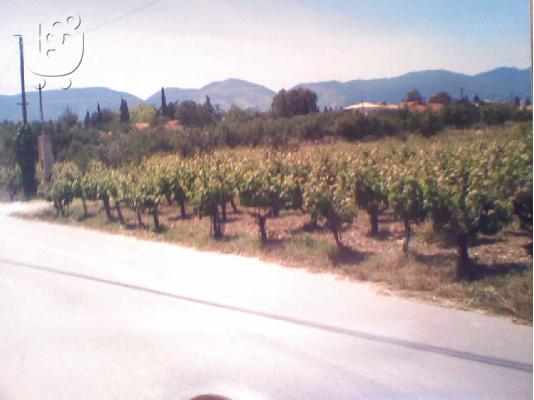 PoulaTo: Aγροτεμαχιο 3000τμ. Ζακυνθο-Αγιος Κηρυκας