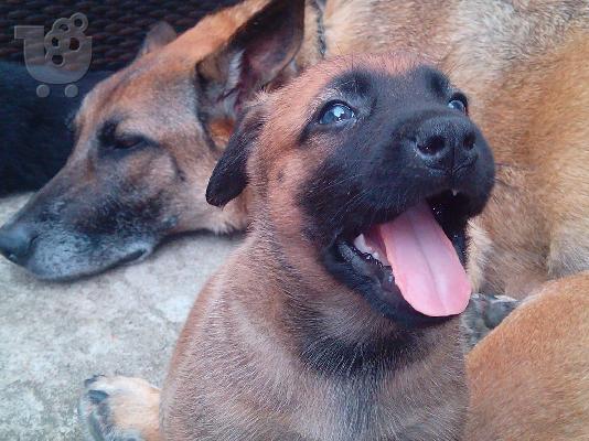 PoulaTo: Belgian Malinois