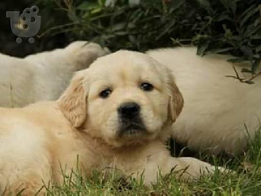 Διαθέσιμα προς πώληση κουτάβια Lovely Golden retriever.