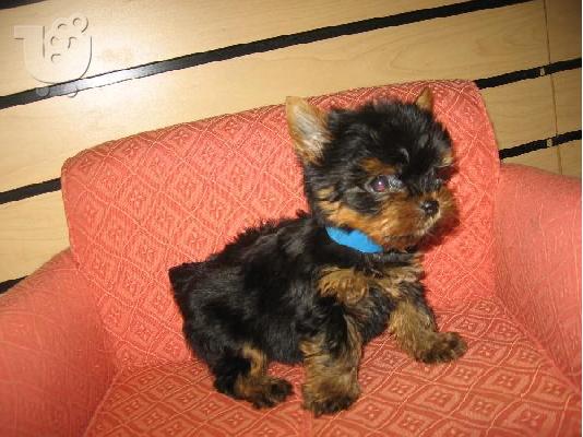 yorkshire terrier teacup