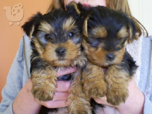 PoulaTo: Yorkshire terrier super pocket, Αττική (€ 120.00 )