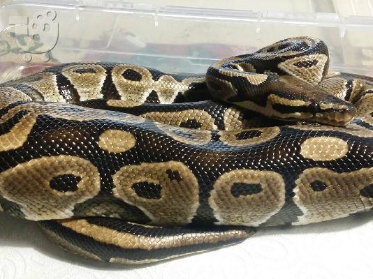 PoulaTo: Πύθωνας (ball python)