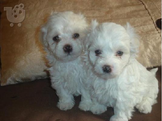 PoulaTo: Maltese MINI