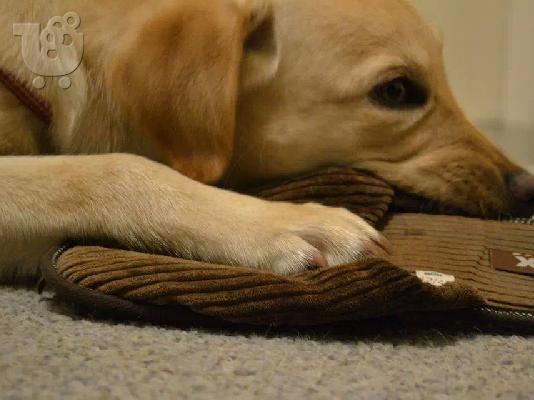 ΠΩΛΕΙΤΑΙ ΚΑΘΑΡΟΑΙΜΟ ΧΡΥΣΑΦΙ LABRADOR
