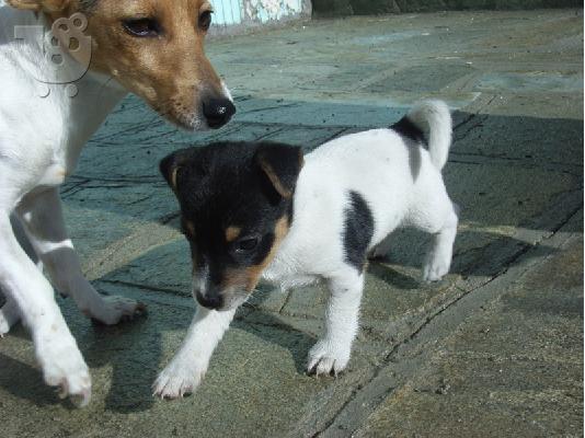 PoulaTo: Τζακ Ράσελ (Jack Russel terrier) Τεριέ Τζακ Ράσελ