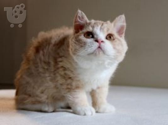 PoulaTo: Selkirk Rex Γάτες και γατάκια