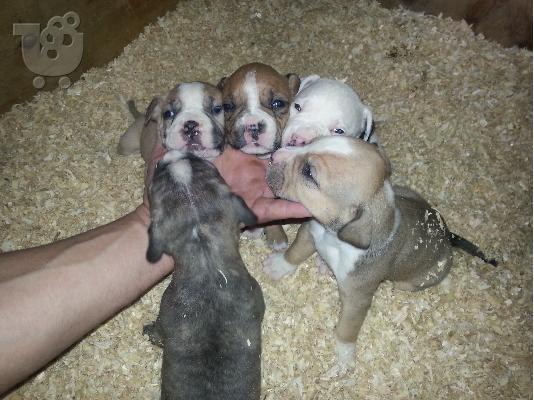 PoulaTo: American pitbull