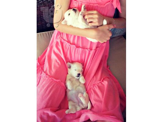 maltese