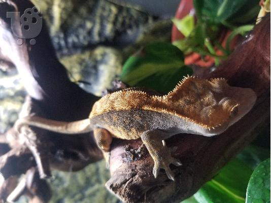 Crested Gecko - terrarium