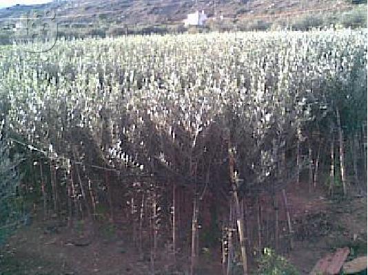 PoulaTo: Φυτωρια Ελιες