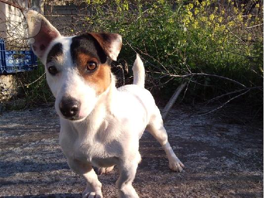 ΖΗΤΕΙΤΕ TZAK ΡΑΣΕΛ ΤΕΡΙΕ ΓΙΑ ΖΕΥΓΑΡΩΜΑ Jack Russell Terrier