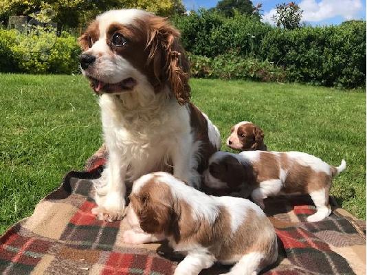 Κουτάβια Cavalier King Charles.