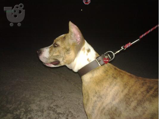 PoulaTo: pitbull ka8aroemo tigre Πίτμπουλ