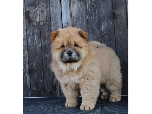 Chow-Chow κουτάβια