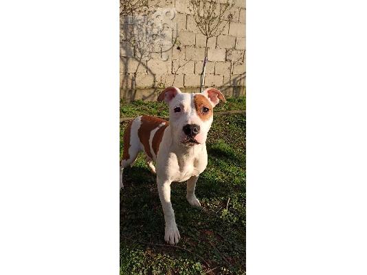 Αμερικανικό τεριέ Staffordshire κουτάβια