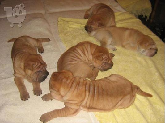 Shar pei-Σαρ Πέι