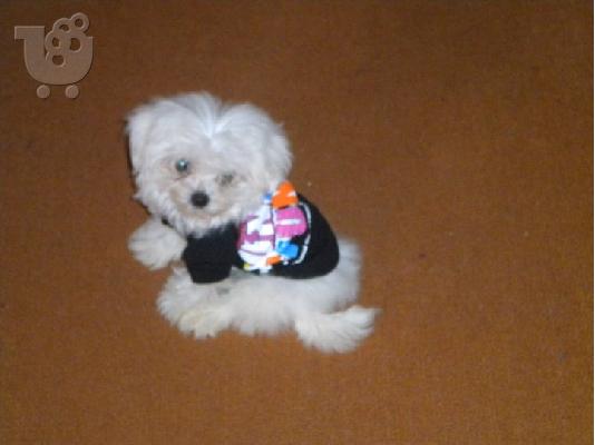MALTESE MINI