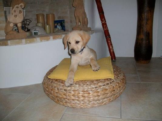 ΠΩΛΟΥΝΤΑΙ LABRADOR RETRIEVER-ΚΑΘΑΡΟΑΙΜΑ ΚΟΥΤΑΒΙΑ